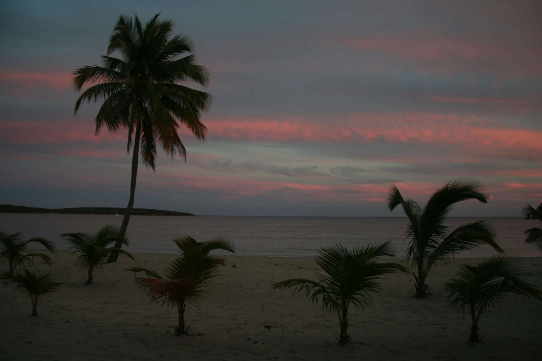 A real sunset over Sun Bay Beach, Vieques, with palms and a visible horizon