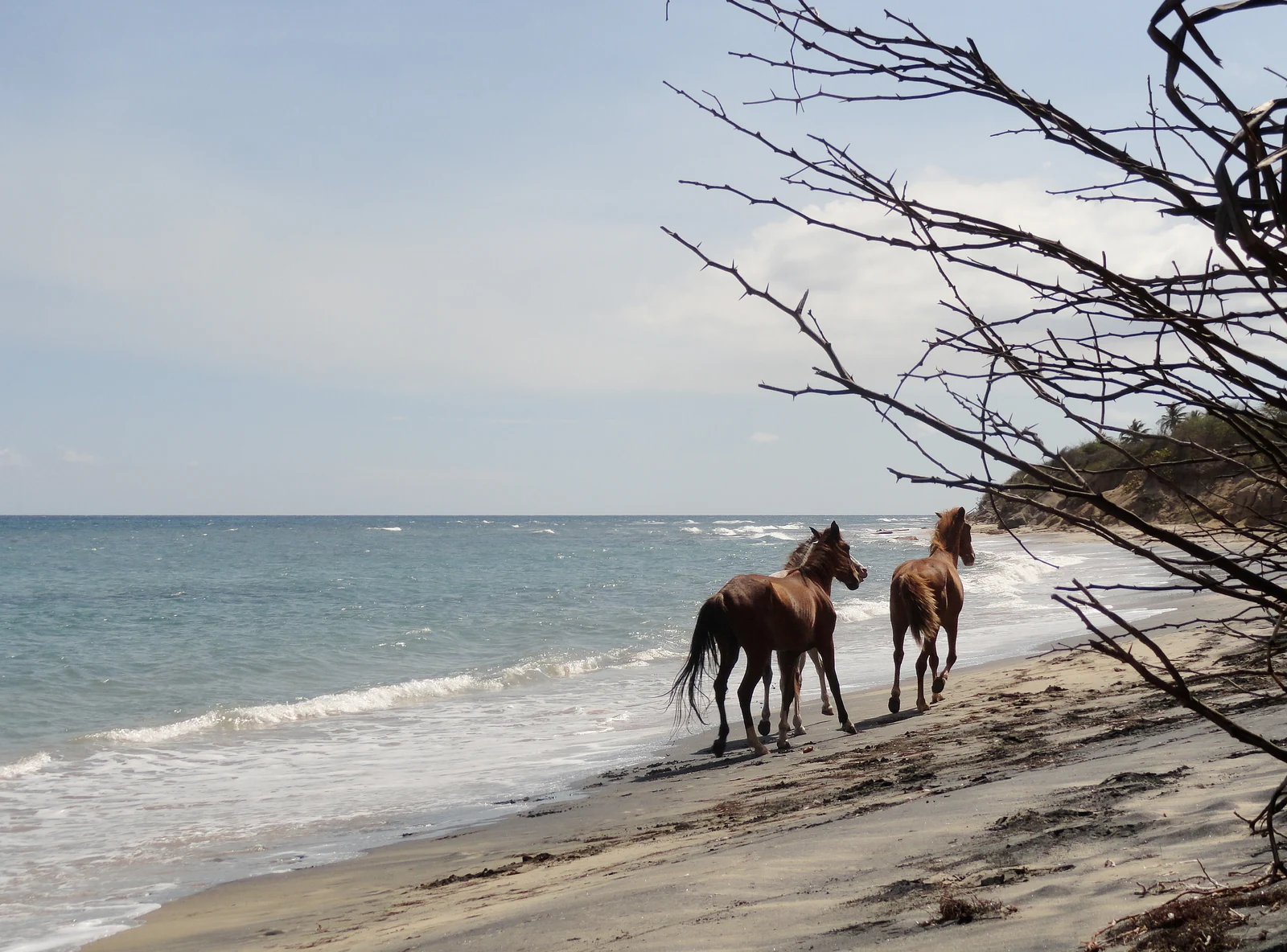 Two horses walking along Playa Negra, Vieques